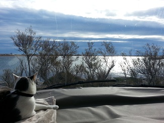 chat et camping-car