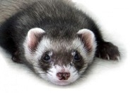 vaccination du furet