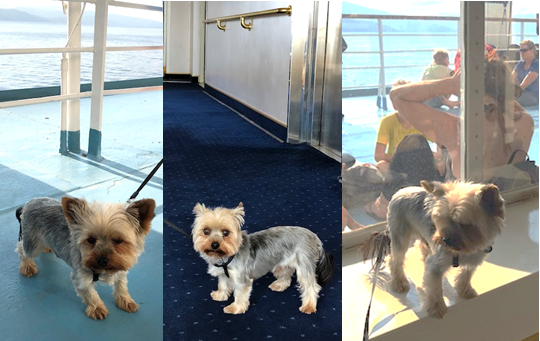 Yorkshire dans le bateau vers la corse