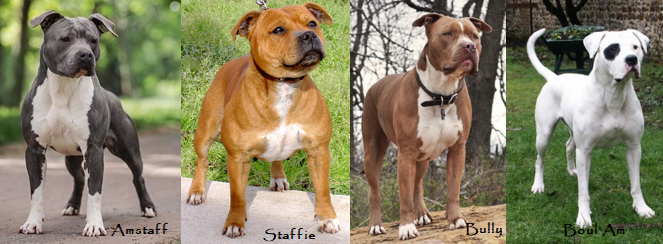 Amstaff-Staffie-Bully-BoulAm