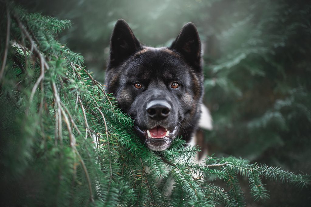 akita-5964180_1920 / 