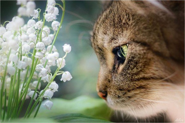 muguet-chat.jpg