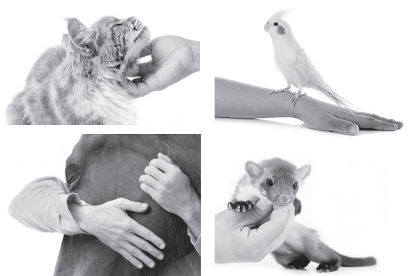 petscool-stress-chien-chat-cheval-oiseau-furet.jpg